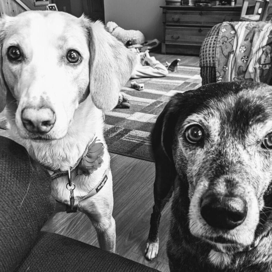 The original SagePets. Dr. Braithwaite's hounds Pippa and Polly. Pippa passed away in May of 2022 due to kidney disease. Polly is 12 and requires management of several masses and arthritis.