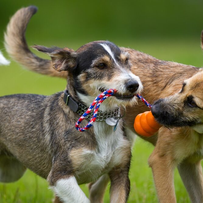 Two dogs playing together with a toy in a green meadow.
